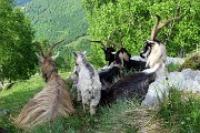 28 Capre e caprette orobiche a riposo